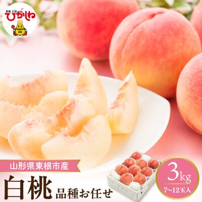 【2026年産】 採れたて白桃(品種お任せ) 約3kg (7～12玉) 東根市　hi026-055