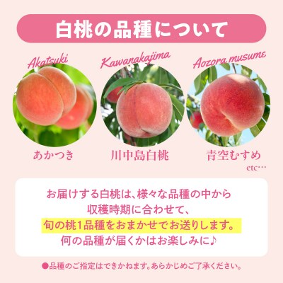 【2026年産】 採れたて白桃(品種お任せ) 約3kg (7～12玉) 東根市　hi026-055