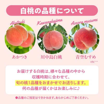 【2026年産】 採れたて白桃(品種お任せ) 約3kg (7～12玉) 東根市　hi026-055