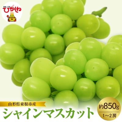 【2025年産　先行受付】山形県東根市産　シャインマスカット　約850g　(1～2房)