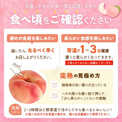 2026年産 白桃(硬め) 5kg 秀品 山形県 東根市 hi082-055