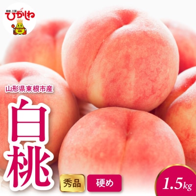 2026年産 白桃(硬め) 1.5kg 秀品 山形県 東根市 hi082-052