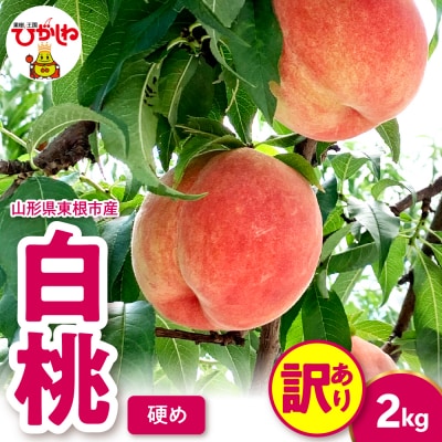 2026年産 【訳あり】白桃(硬め) 2kg 山形県 東根市 hi082-056