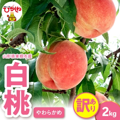 2025年産 【訳あり】白桃(柔らかめ) 2kg 山形県 東根市 hi082-009-2