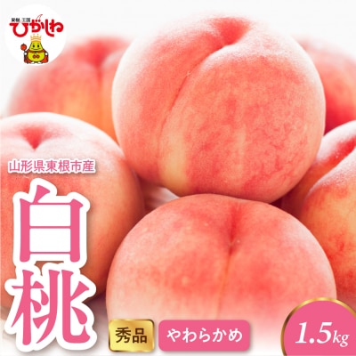 2025年産 白桃(柔らかめ) 1.5kg 秀品 山形県 東根市 hi082-005-2