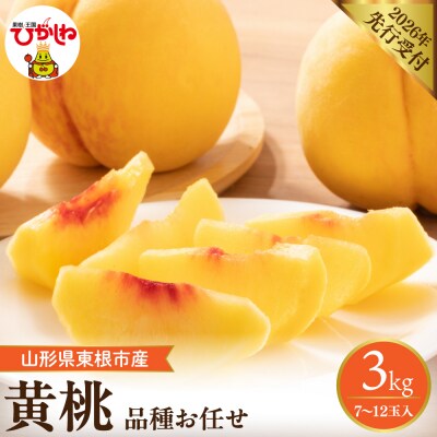 【2026年産】 採れたて黄桃(品種お任せ) 約3kg (7～12玉)晴天畑提供 hi026-057