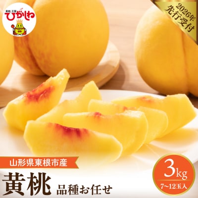 【2026年産】 採れたて黄桃(品種お任せ) 約3kg (7～12玉)晴天畑提供 hi026-057