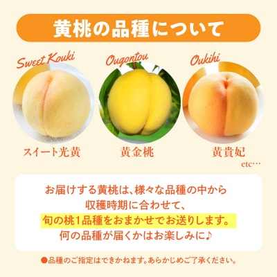 【2026年産】 採れたて黄桃(品種お任せ) 約3kg (7～12玉)晴天畑提供 hi026-057