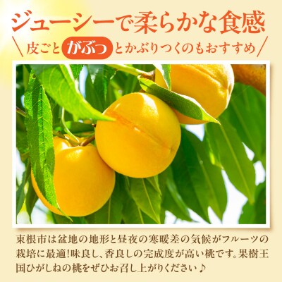 【2026年産】採れたて黄桃(品種お任せ) 約5kg (12～18玉)晴天畑提供 hi026-058