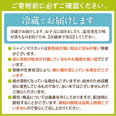 【令和8年産】シャインマスカット 約1.2～1.3kg(2~3房入)  hi104-002