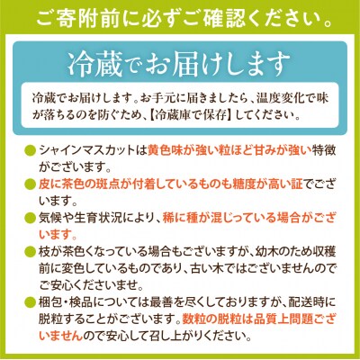 【令和8年産】シャインマスカット 約1.2～1.3kg(2~3房入)  hi104-002