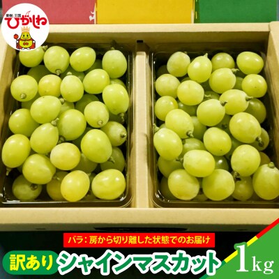【2026年産】シャインマスカット 訳ありバラ 約1kg 東根市 松栗提供 hi062-066