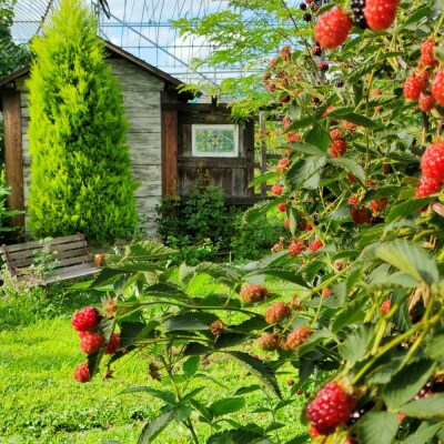 冷凍ベリー2種セット そらいろ Berry Farm提供 山形県 東根市 hi094-002