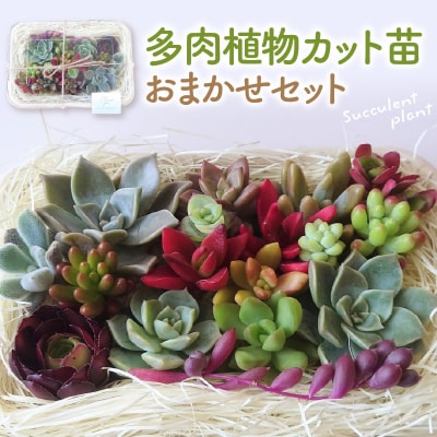 多肉植物カット苗おまかせセット 山形県 東根市 hi101-001