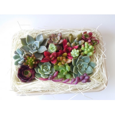 多肉植物カット苗おまかせセット 山形県 東根市 hi101-001