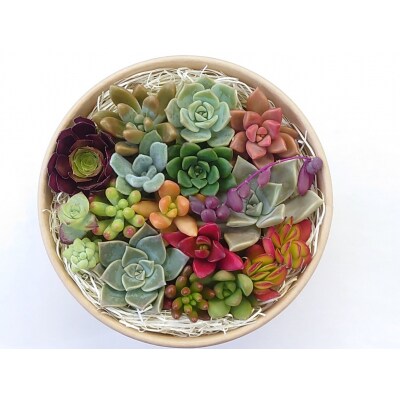 多肉植物カット苗おまかせセット 山形県 東根市 hi101-001