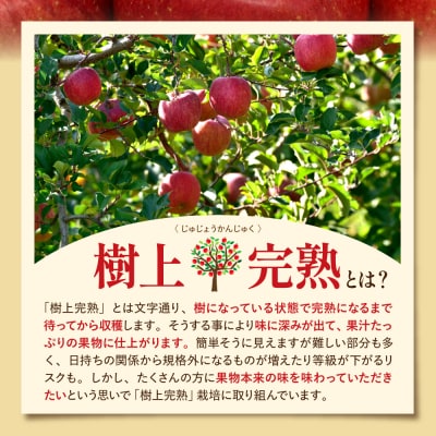 【2026年産】 樹上完熟ふじりんご 秀品 3kg化粧箱(12個詰め) JA提供 hi001-049