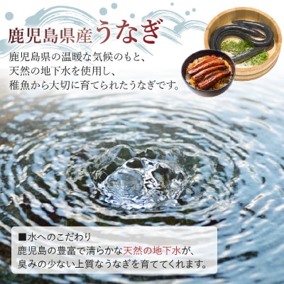 天然地下水育ち 鹿児島県産うなぎ蒲焼2尾