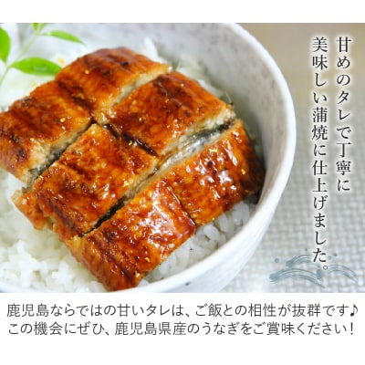 天然地下水育ち 鹿児島県産うなぎ蒲焼2尾