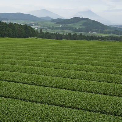茶農家から直接お届け!知覧茶煎茶1kg