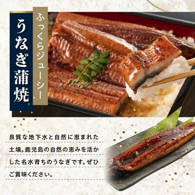 鹿児島県産黒毛和牛A5等級サーロイン4枚・鹿児島県産ウナギ2尾の贅沢セット