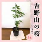 吉野山の桜の苗木　1本(1年生)