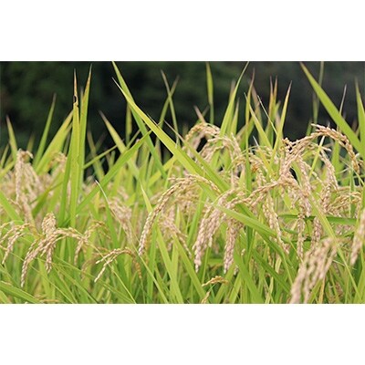 【2021年3月発送】お米食べ比べセット 精米10kg(5kg×2袋)