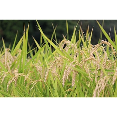 【令和6年産】コシヒカリ　精米8kg(4kg×2袋)