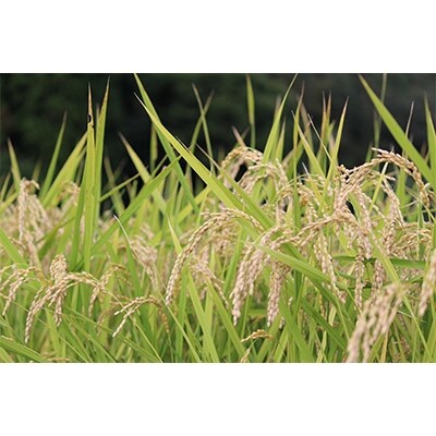 【令和6年産】ヒノヒカリ　精米8kg(4kg×2袋)