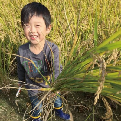 【令和6年産】ヒノヒカリ 精米10kg(5kg×2袋)