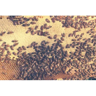 【抗生物質不使用】【非加熱】蜂助の季節のはちみつセット　150g×4本