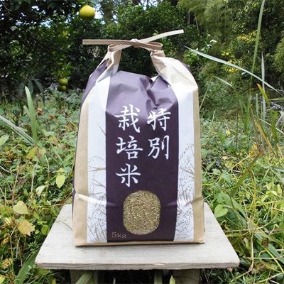 【栽培期間中農薬不使用】『タガメの里・自然米』2024年産「にこまる」玄米5kg