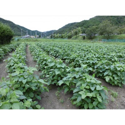 【栽培期間中農薬不使用】2024年兵庫県産ぷりぷり丹波黒豆枝豆(丹波黒枝豆)さやのみ1.5kg
