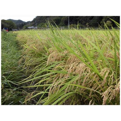【栽培期間中農薬不使用】2024年兵庫県産もち米「はりまもち」白米10kg