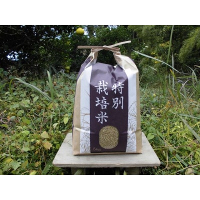 【栽培期間中農薬不使用】2024年兵庫県産もち米「はりまもち」玄米5kg