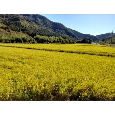 【栽培期間中農薬不使用】2024年兵庫県産もち米「はりまもち」玄米5kg