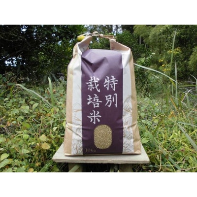【栽培期間中農薬不使用】2024年兵庫県産もち米「はりまもち」玄米10kg