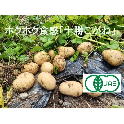 【有機JAS認証】ホクホク食感のじゃがいも「十勝こがね」5kg