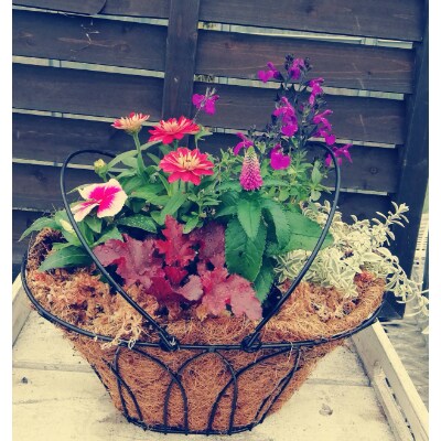 花農園より アイアン ヤシココのバスケット寄せ植え お礼品詳細 ふるさと納税なら さとふる 花農園より アイアン ヤシココのバスケット寄せ植え お礼品詳細 ふるさと納税なら さとふる