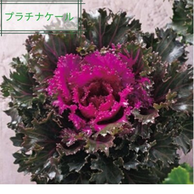洋風ミニ葉牡丹セット◆葉牡丹の産地より薔薇のような葉牡丹をお届け◆20苗