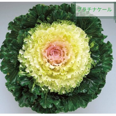 洋風ミニ葉牡丹セット◆葉牡丹の産地より薔薇のような葉牡丹をお届け◆20苗