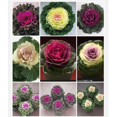 洋風ミニ葉牡丹セット◆葉牡丹の産地より薔薇のような葉牡丹をお届け◆20苗