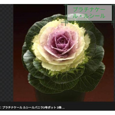 洋風ミニ葉牡丹セット◆葉牡丹の産地より薔薇のような葉牡丹をお届け◆20苗