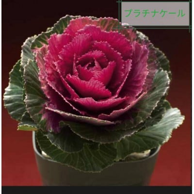 洋風ミニ葉牡丹セット◆葉牡丹の産地より薔薇のような葉牡丹をお届け◆20苗