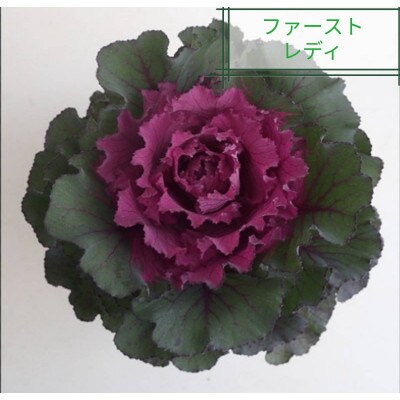 洋風ミニ葉牡丹セット◆葉牡丹の産地より薔薇のような葉牡丹をお届け◆20苗