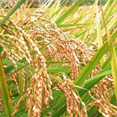 令和6年産　棚田米つや姫5kg