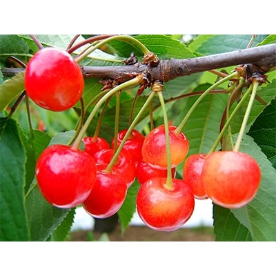 (秀品)山形のさくらんぼ　佐藤錦L玉　約1kg(約500g×2P)