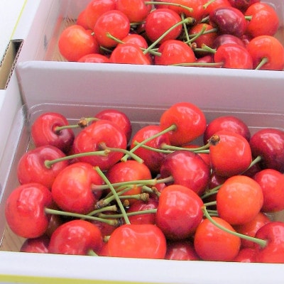 (秀品)山形のさくらんぼ佐藤錦L玉　約700g(約350g×2P)
