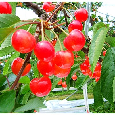 (秀品)山形のさくらんぼ 佐藤錦L玉 約1kg(約500g×2パック)
