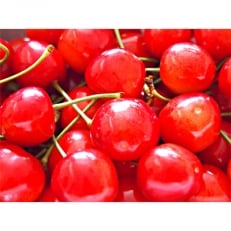 秀品 山形のさくらんぼ佐藤錦L玉 約1kg(約500g×2P)